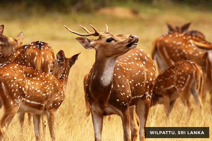 Wild Life Tour - 15 Days 14 Nights