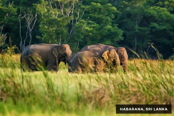 Wild Life Tour - 15 Days 14 Nights