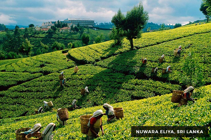 Wild Life Tour - 15 Days 14 Nights