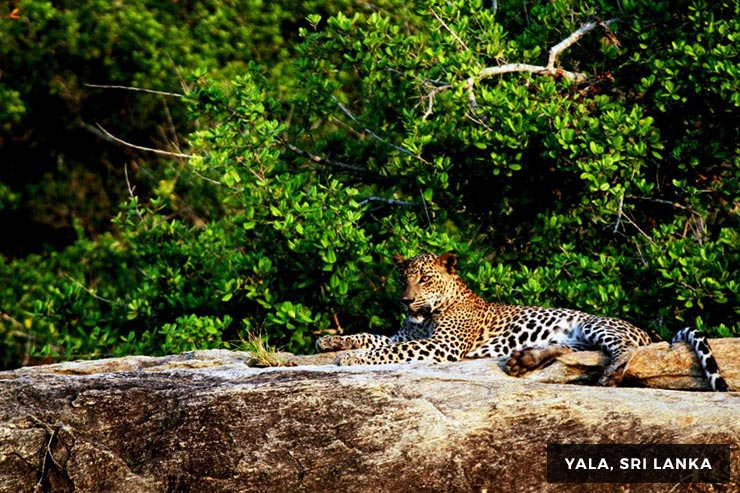 Wild Life Tour - 15 Days 14 Nights