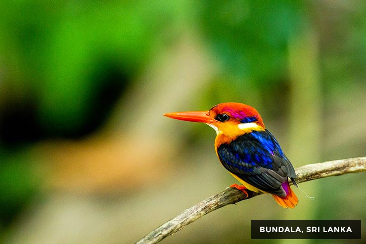 Wild Life Tour - 15 Days 14 Nights