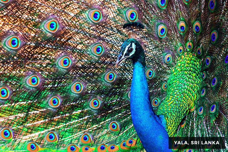 Culture And Heritage