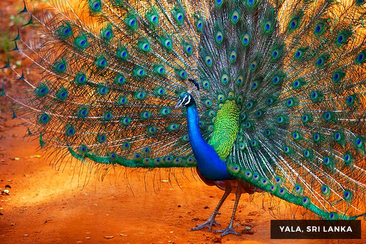 Culture And Heritage